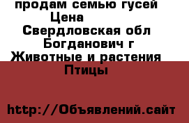 продам семью гусей › Цена ­ 5 000 - Свердловская обл., Богданович г. Животные и растения » Птицы   